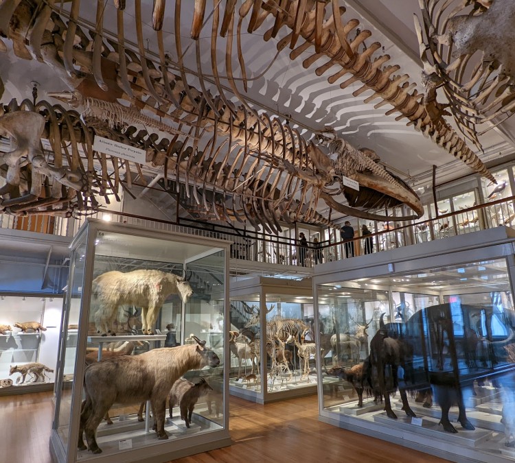 The Harvard Museum of Natural History (Cambridge,&nbspMA)